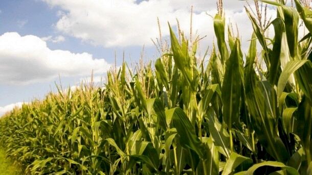 Syngenta.jpg