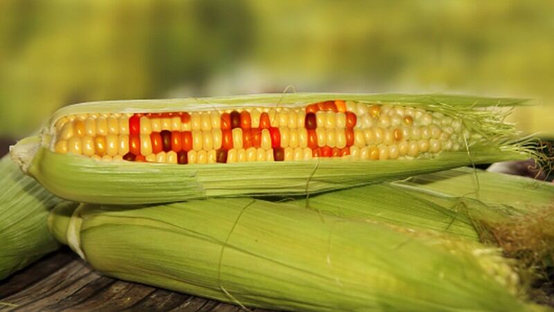 Stricter-GMO-governance-expected-in-South-Korea-as-public-sentiment-remains-hostile.jpg
