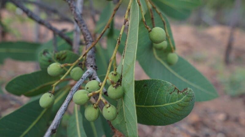 Undiscovered treasure: Indigenous Australian green plum strong candidate for commercialisation 