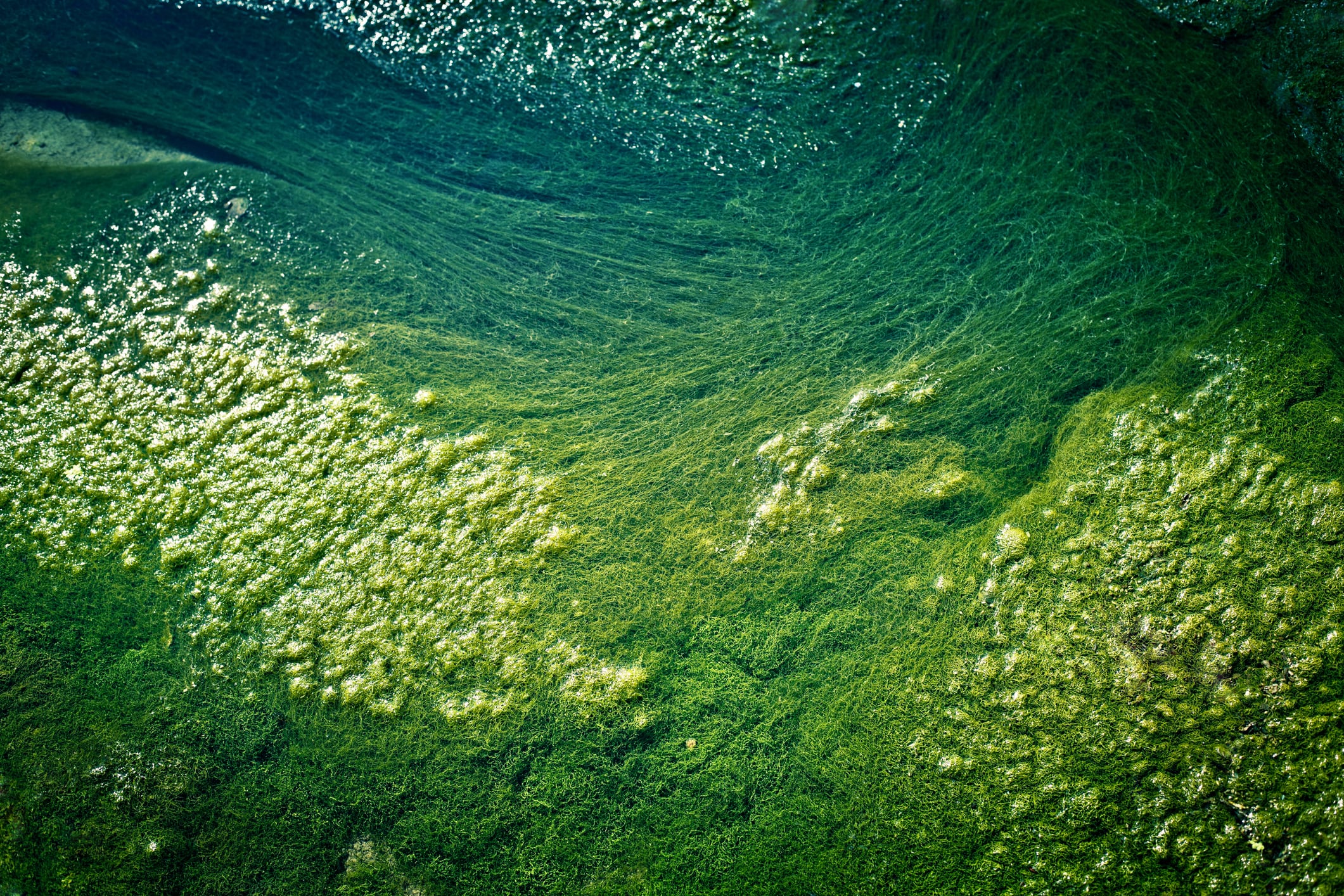 Green Algae