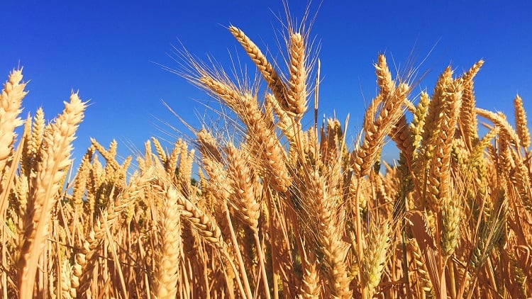 Misleading free-from labels: Indian regulator FSSAI to set standards for gluten-free claims