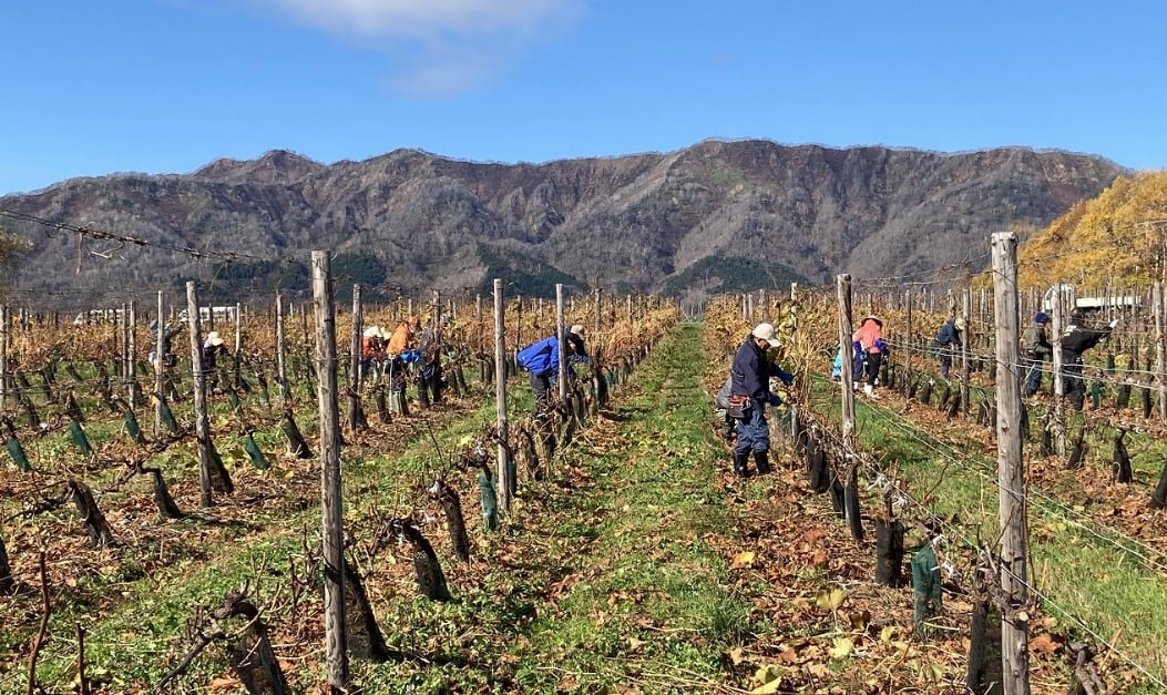 Not feeling crushed: Japan wine market fighting challenges of ageing work force and climate change