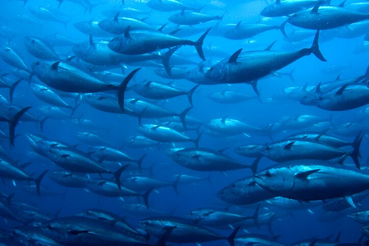 Reducing reliance on imports: UAE turns to aquaculture to boost food security