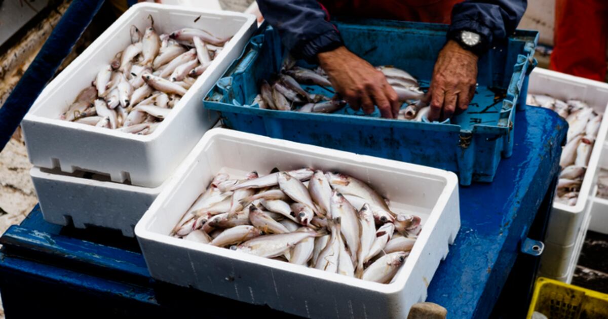 Hook, line and stinker: Iron, chromium, cadmium and nickel levels in ...