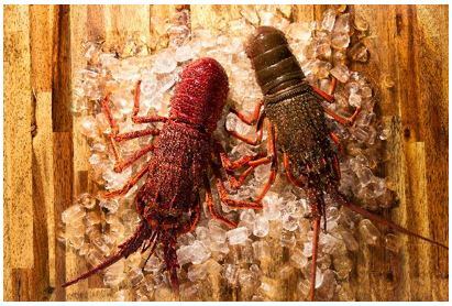 Lobsters.jpg