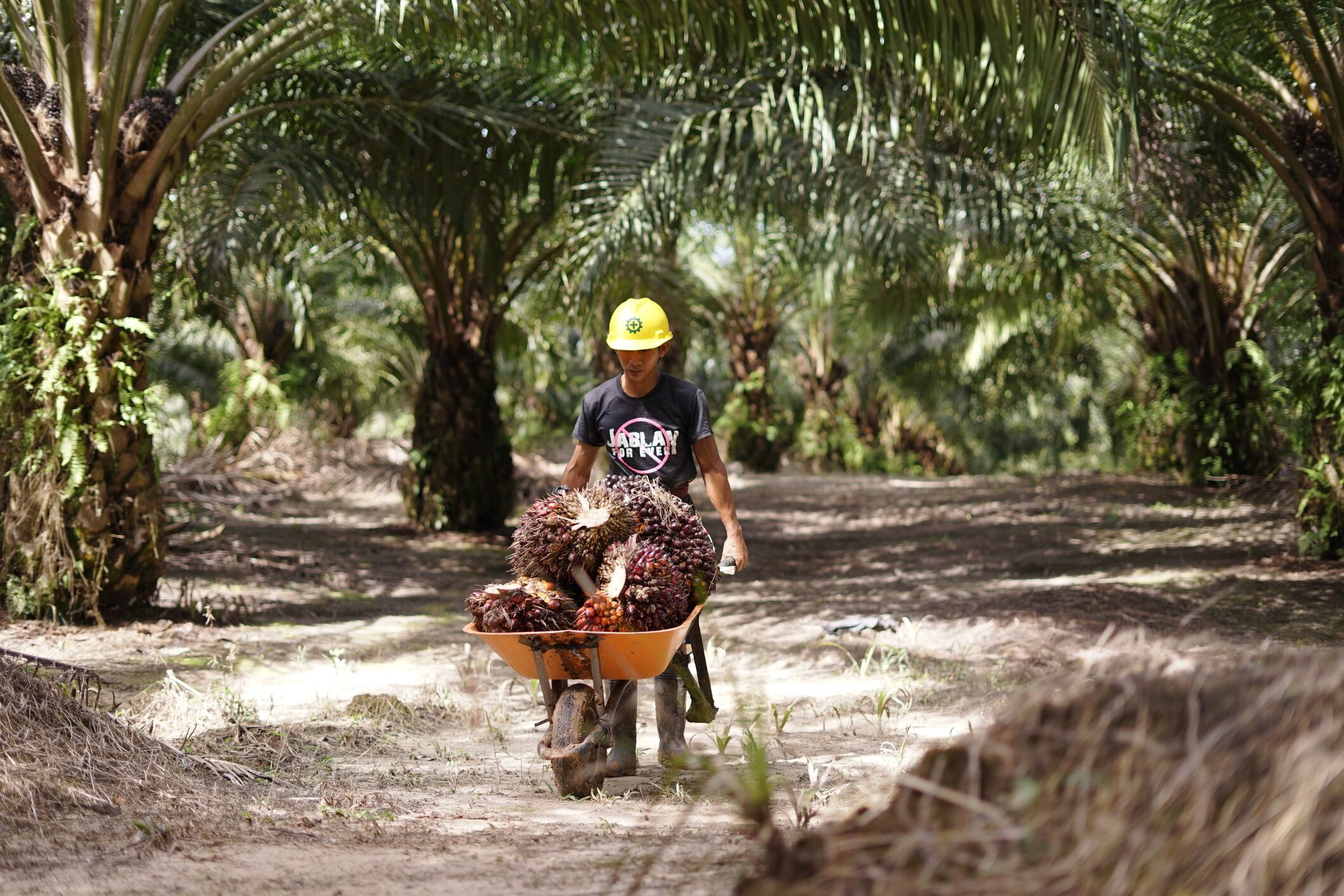 Grappling with traceability in palm oil supply chains
