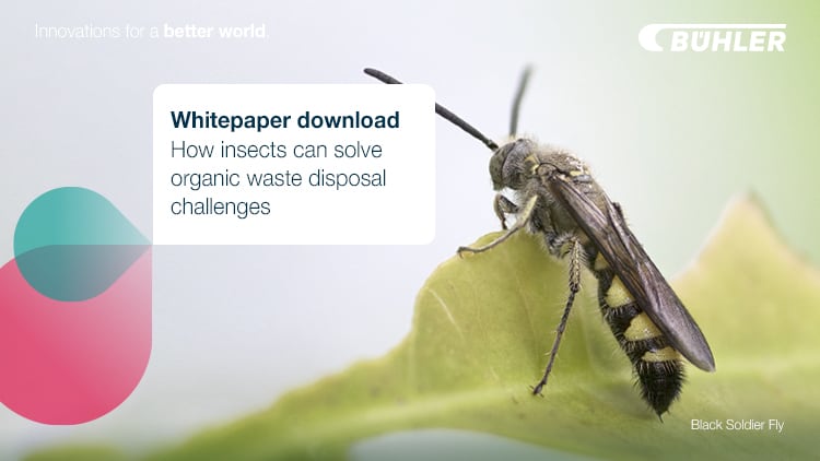 Insects: solution for food organic waste disposal