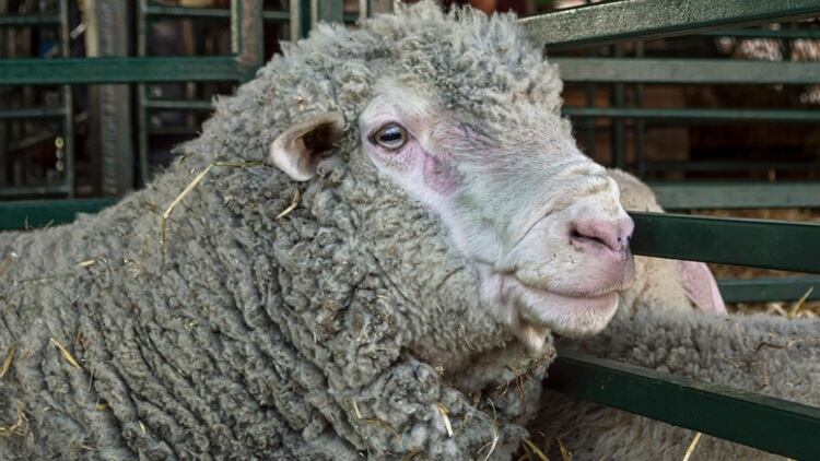 Australia makes additional conditions for live sheep exports