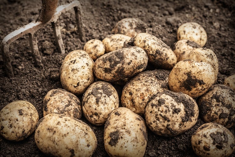 PoLoPo-Molecular-farming-start-up-expresses-ovalbumin-in-potatoes.jpg