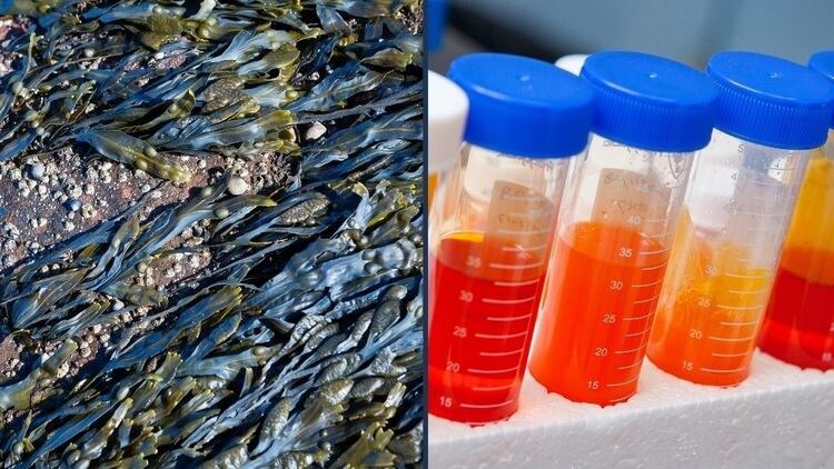 Diversifying sources: Global seafood firm Thai Union on rationale for microalgae omega-3 strategy