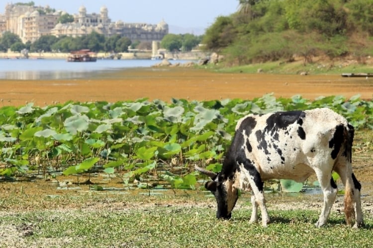 Indian dairy’s young guns