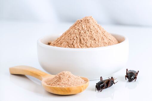 Cricket ‘hot bed’: Vietnamese edible insect firm sets sights on Japan and meat alternative development 