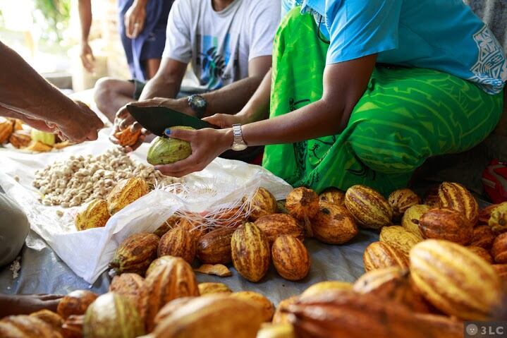 Fijiana-cacao-farmers.jpg
