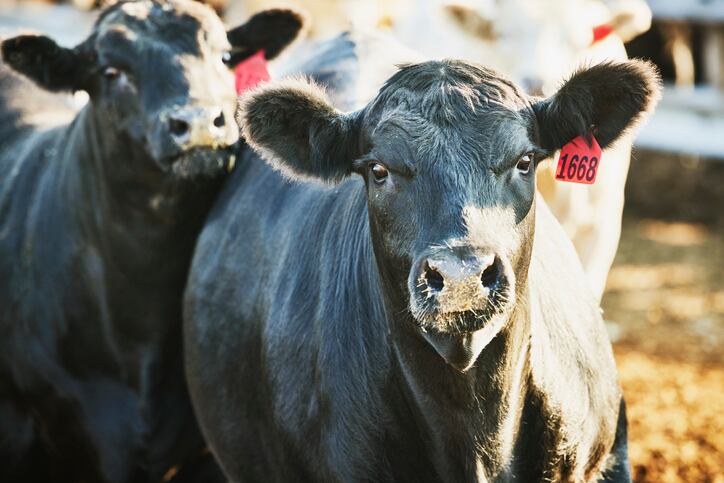 Dansico looks to improve starch digestion in beef cattle with new enzyme technology