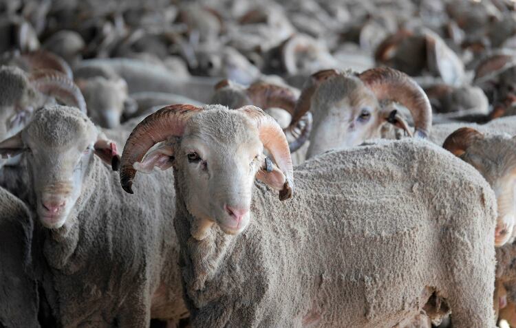 Australian sheep moratorium provides ‘certainty’ for exporters
