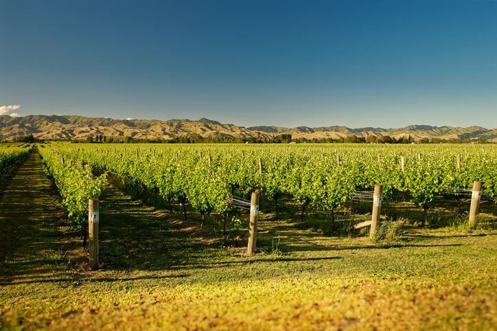 New Zealand wine exports reach record $2bn