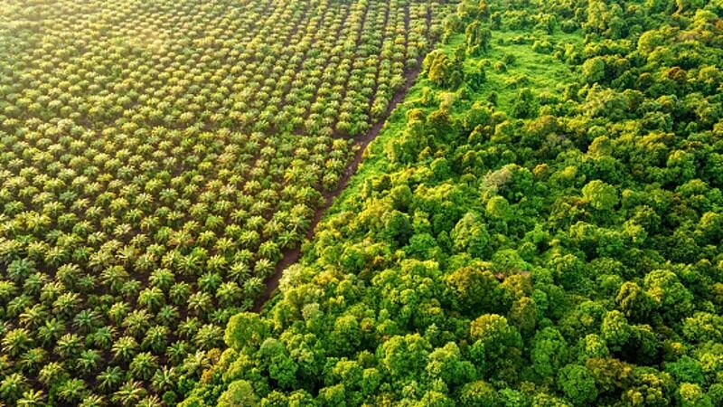 More hikes imminent: EU’s deforestation stance set to cause food price rises – policy experts