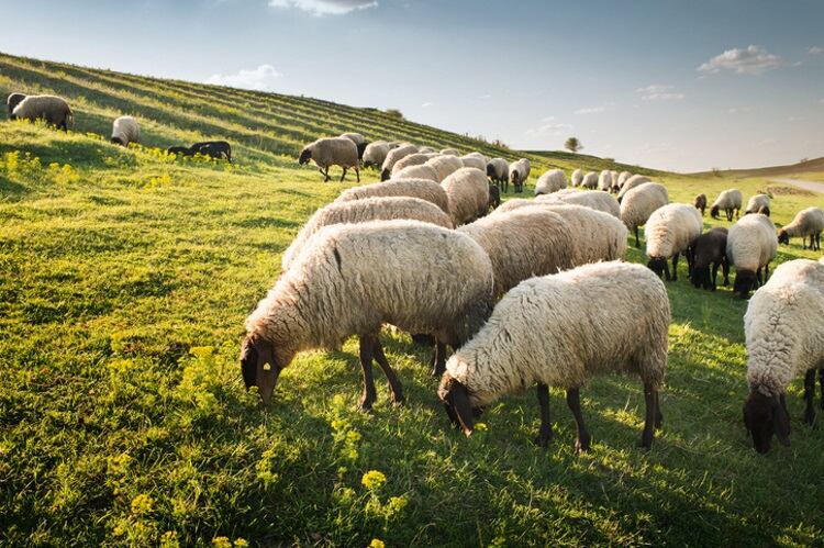 Australian sheep slaughter forecasts rise as dry conditions continue