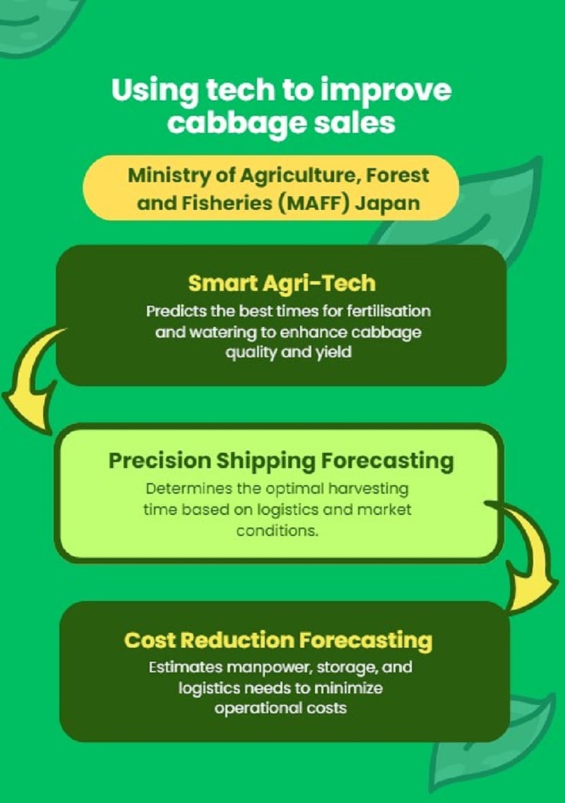 Flowchart on improving cabbage production using technology