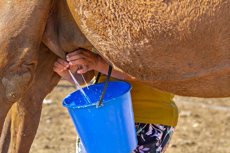 Making camel milk 'safer': Researchers combat E. coli and salmonella with new lactic acid bacteria