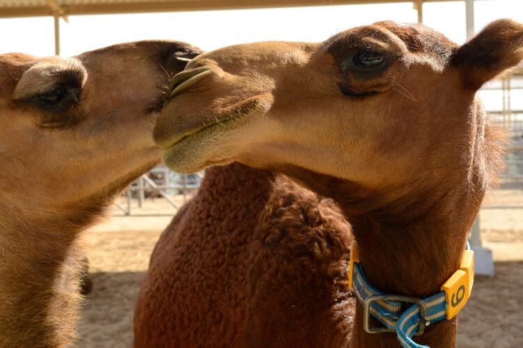 UAE camel milk gets EU green light and looks to new markets