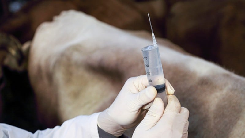 Expediting exports: South Korea eyes larger share of EU antimicrobial animal-based products market 