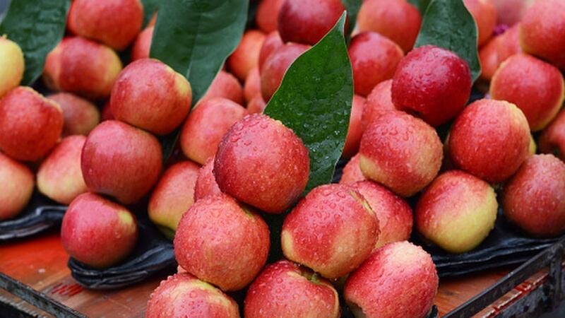 ENZAFruit’s Envy win demonstrates how firms can utilise China’s revised Seed Law against infringements