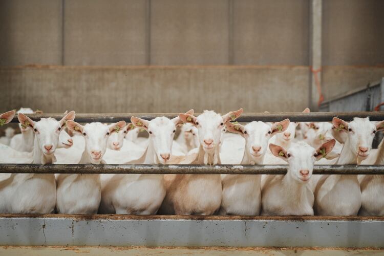 Craving-goat-milk-powder-market-to-be-a-major-driver-for-the-goat-milk-sector.jpg