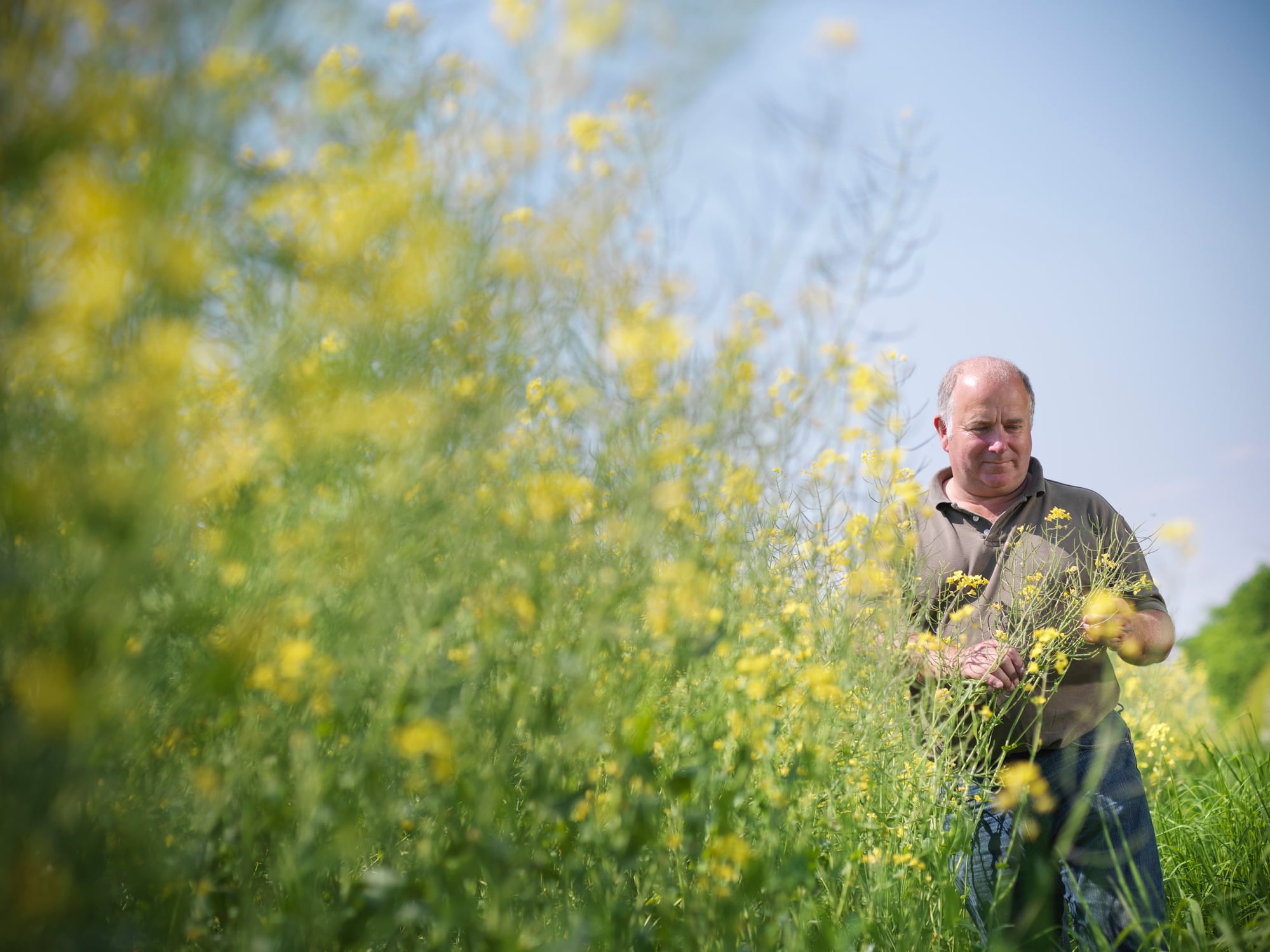 Wheat farm in Australia, a major exporter supplying grain and oilseeds to food manufacturers across Asia and beyond.