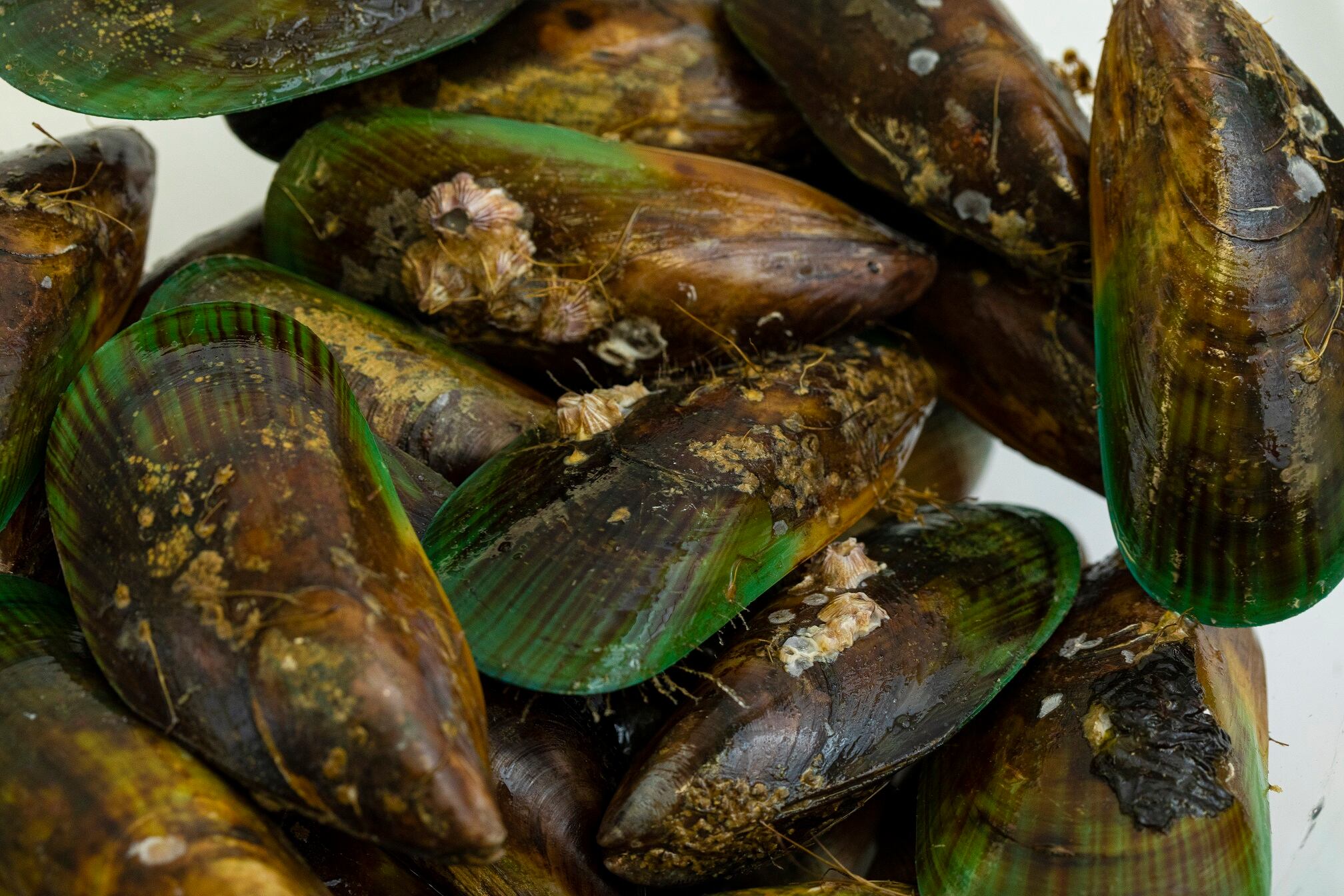 Mussel boost: NZ Greenshell study collaboration extended to assess impact on early stages of osteoarthritis