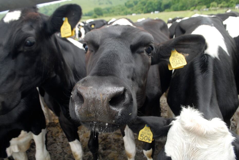 Aussie academic takes first step in creating ‘Google Translate for cows’