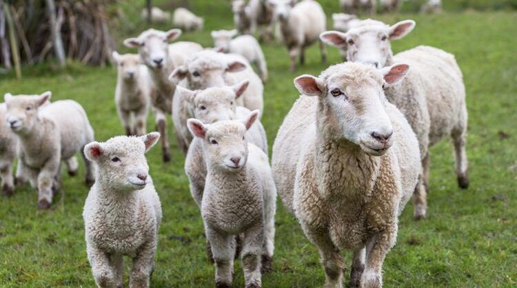 Global demand for lamb and mutton as NZ exports soar