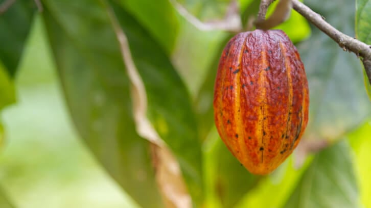 Cocoa investors request major chocolate companies pay farmers more