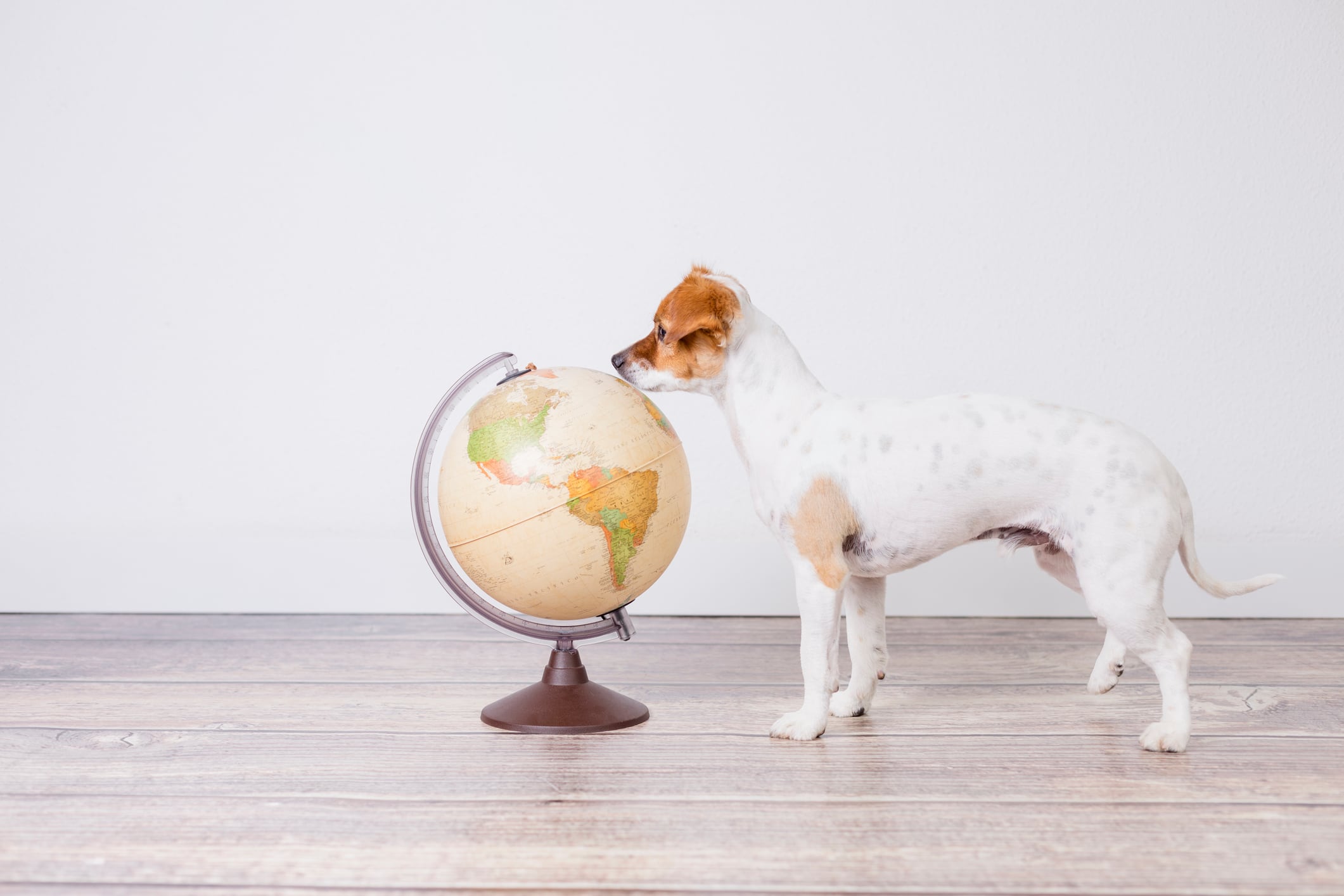 Is pet food sustainable? 