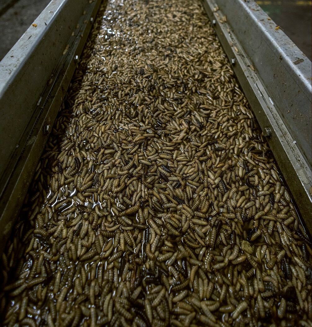agriprotein-bsf-larvae.jpg