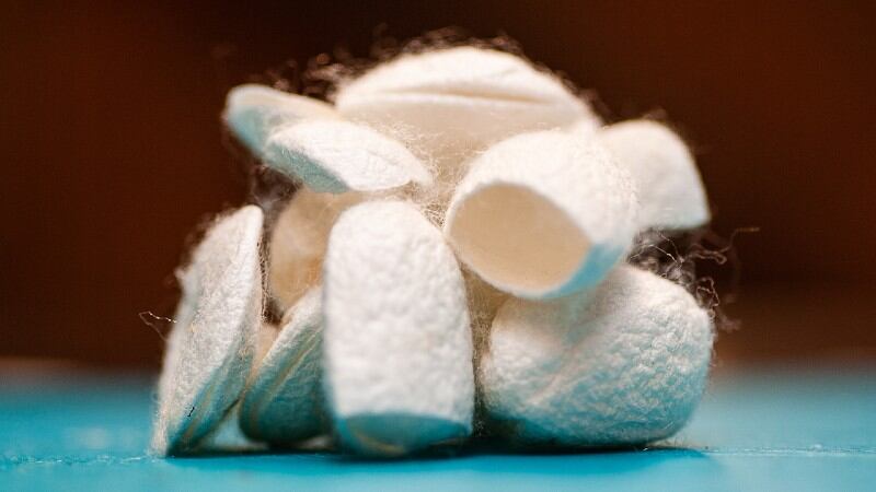 Silk’s shelf life boost: New food coating tech to begin commercialisation journey with high value products