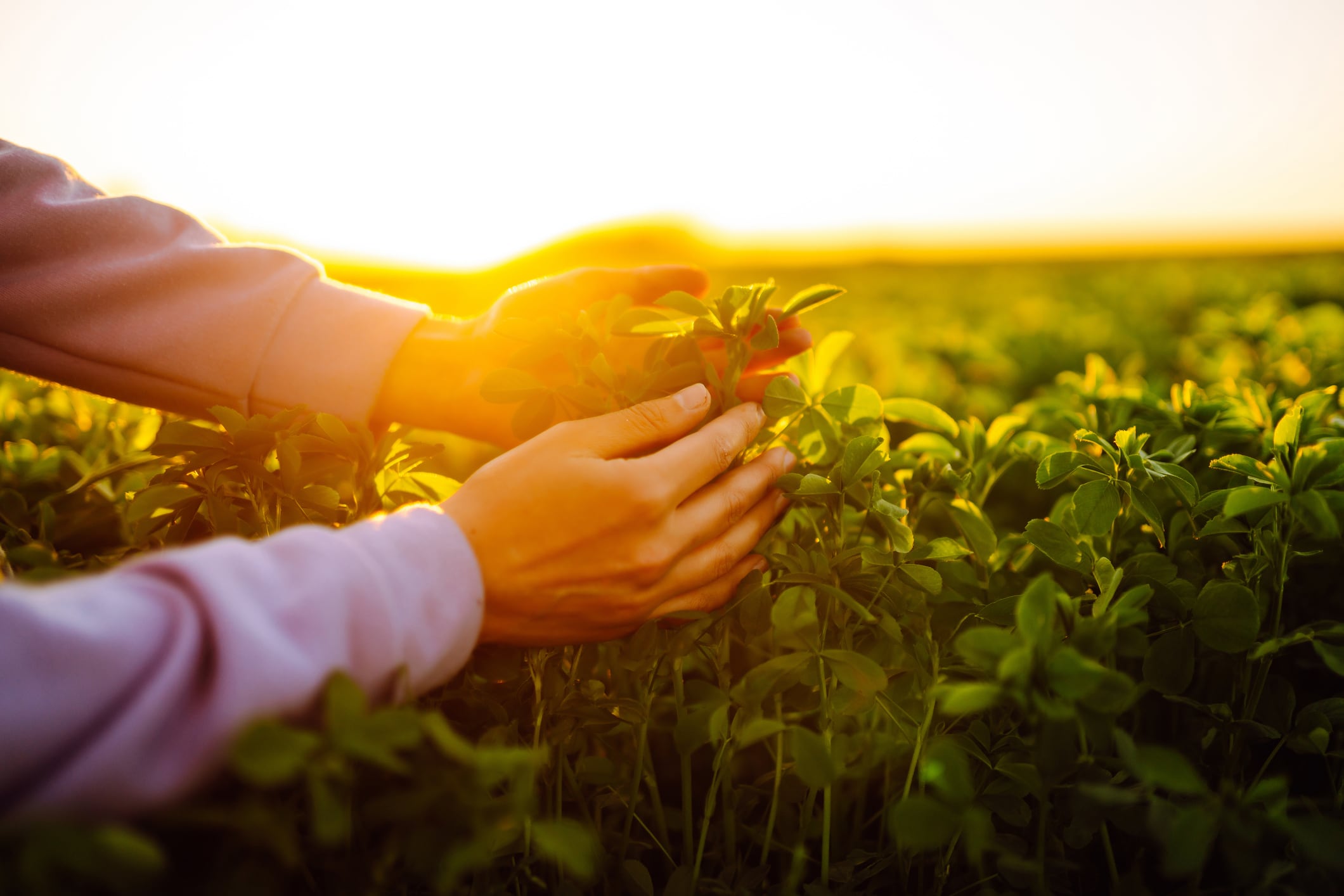 Leaf-powered protein: Leaft blazes new trail in APAC with Lacto Japan