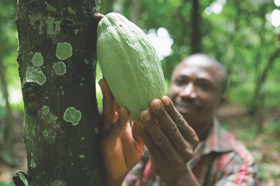 Rainforest Alliance holds strong for cocoa farmers hit by the pandemic