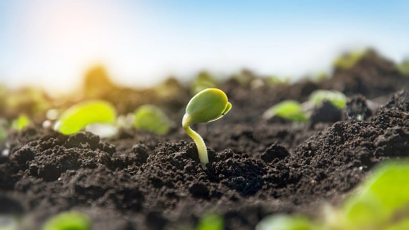 Japan GM food safety update: Transgenic soy, rapeseed have no impact on biodiversity even after 15 years – government study