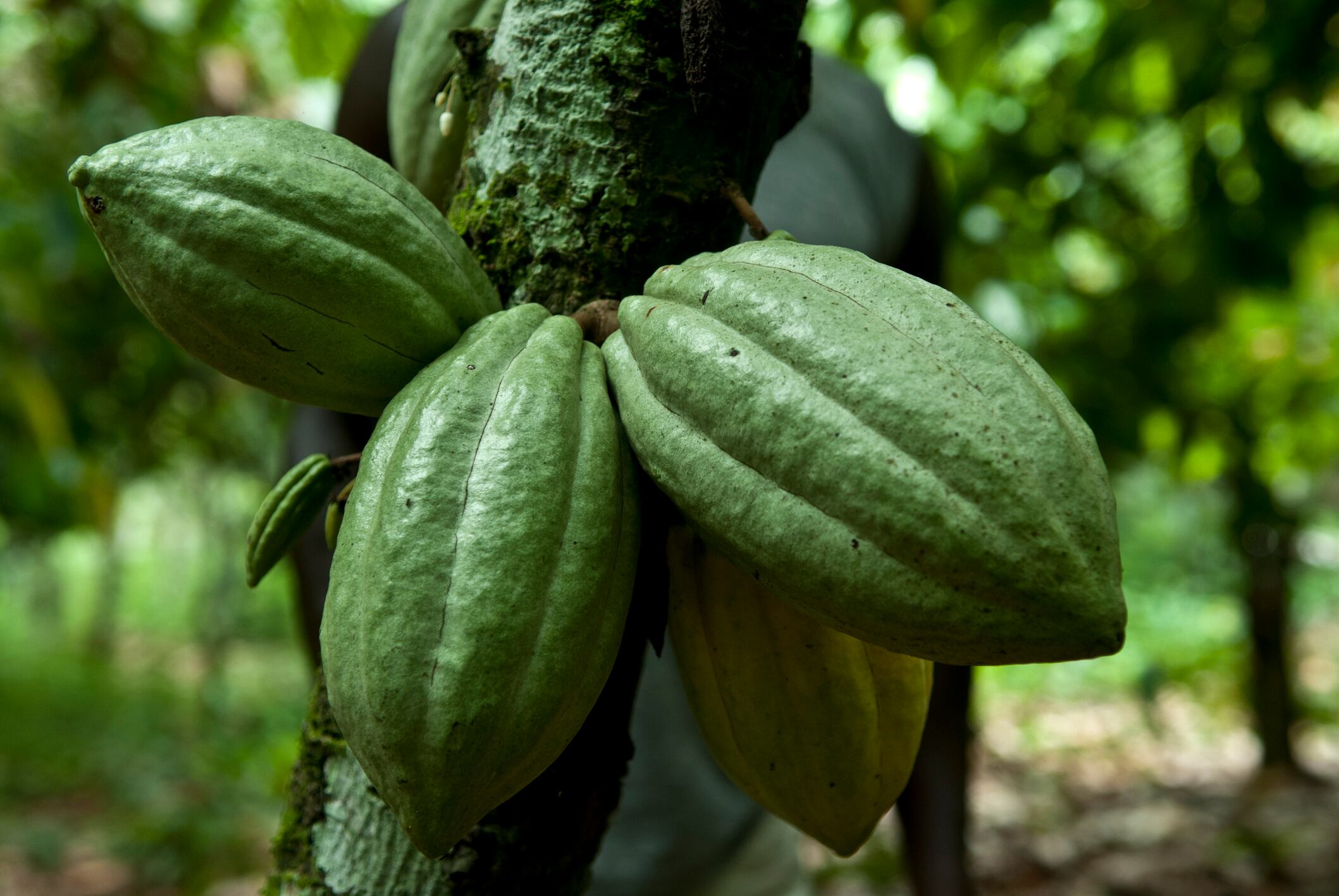 three fruits of cocoa attached to a cocoa tree.