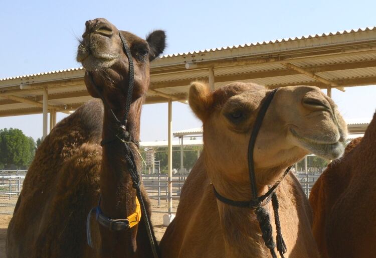 Report shows extent of dairy industry in Dubai