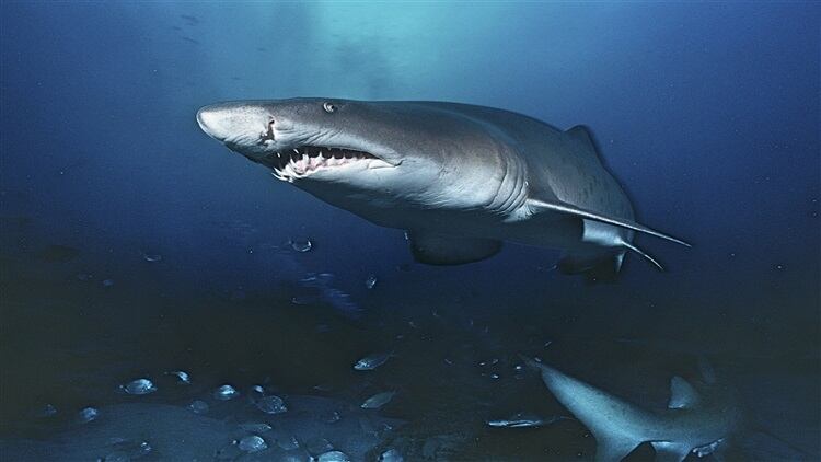 Import and re-export of shark meat banned in the UAE as part of conservation efforts