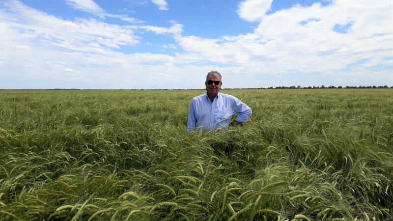 Gluten-free barley: CSIRO spin-off The Healthy Grain looks to develop novel, healthier source for manufacturers 