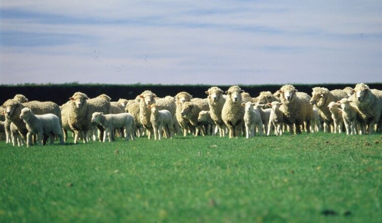 MIA calls for New Zealand Zero Carbon Bill changes