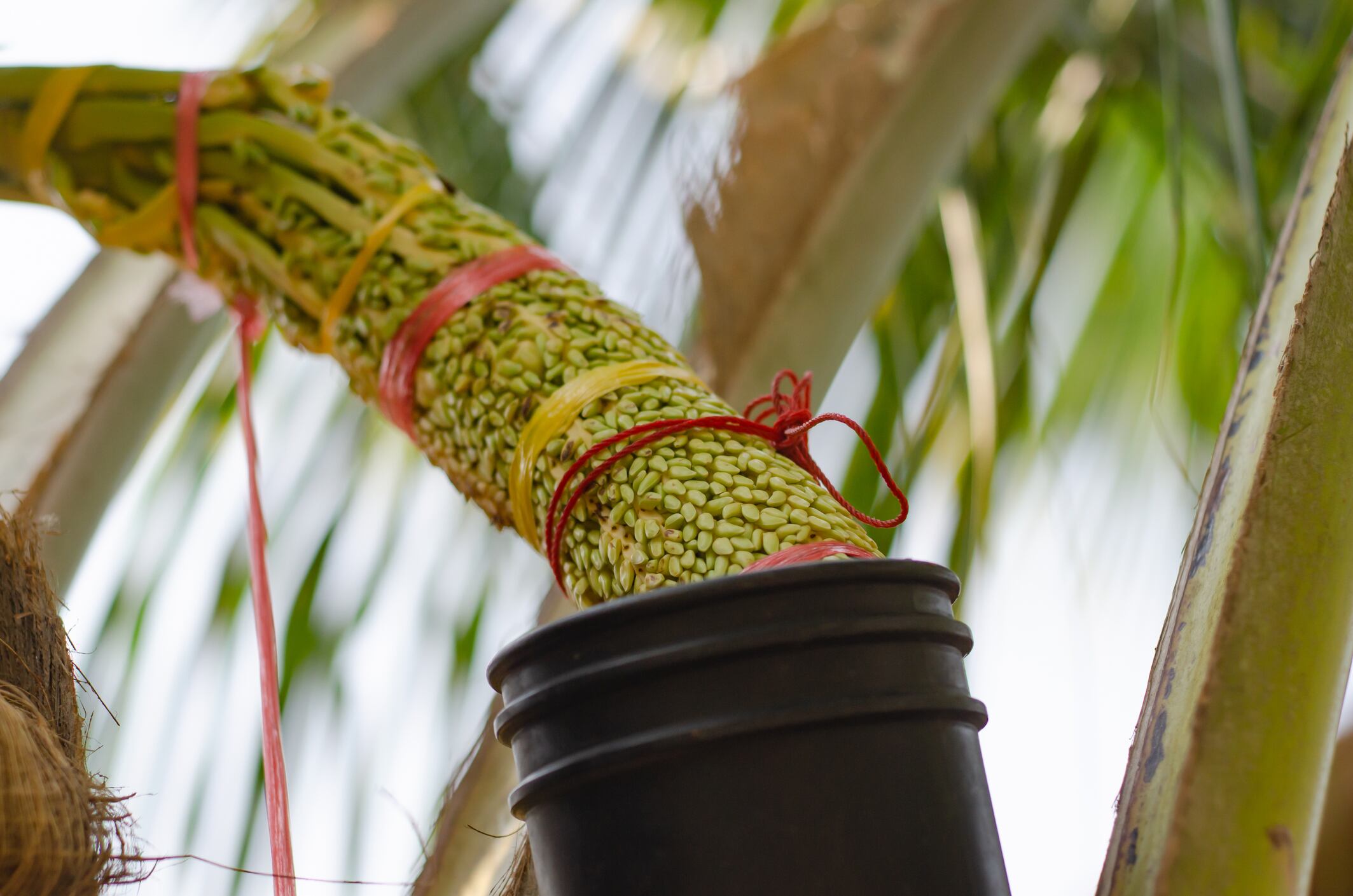 Coconut flower nectar is traditionally harvested at dawn to better preserve its freshness and nutrition.