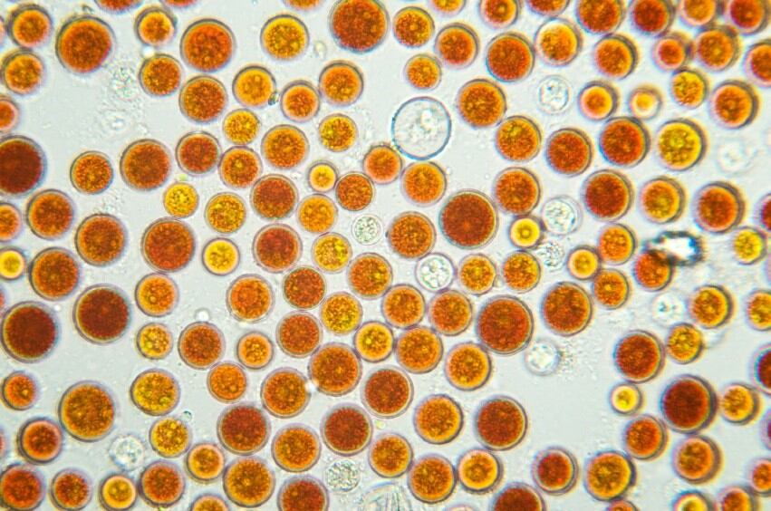 Astaxanthin-algae.jpg