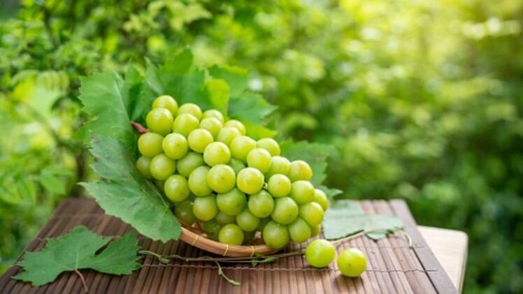 栽培と利益の管理：日本政府、高価値農産物の知的財産保護法案を可決