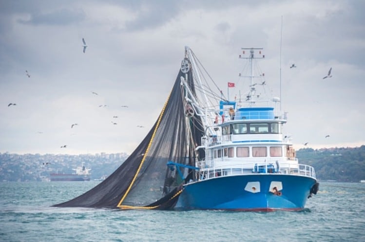 'Understanding the seafood supply web': Thai Union on why traceability is the 'backbone' of latest sustainability plan