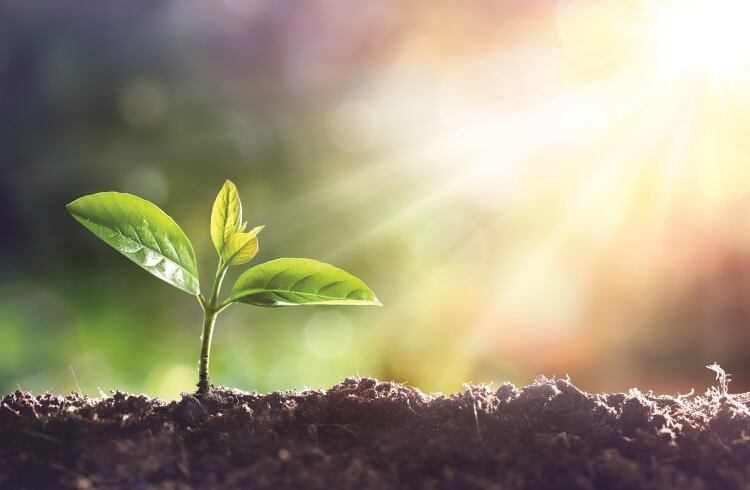 Why plant power is a defining 2018 food trend