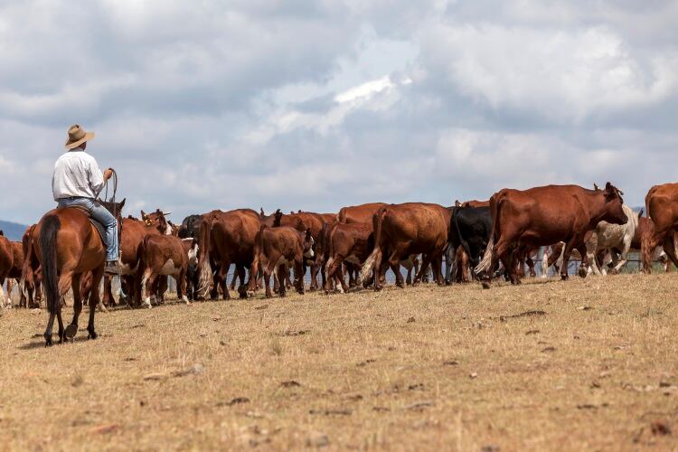 Australian cattle industry demands biosecurity funding